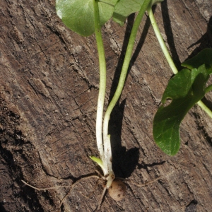 Photographie n°215030 du taxon Ranunculus ficaria subsp. ficaria