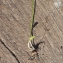  Liliane Roubaudi - Ranunculus ficaria subsp. ficaria