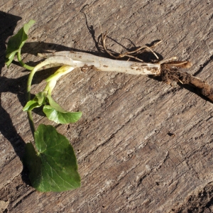 Photographie n°215033 du taxon Ranunculus ficaria subsp. ficaria
