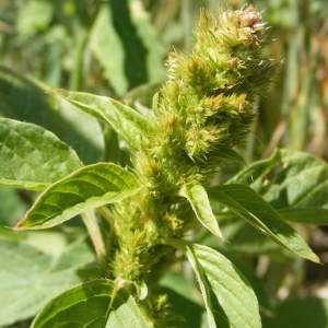 Photographie n°215055 du taxon Amaranthus hybridus L. [1753]