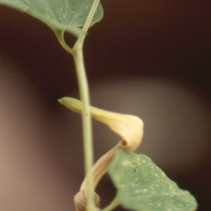 Photographie n°215058 du taxon Aristolochia L. [1753]