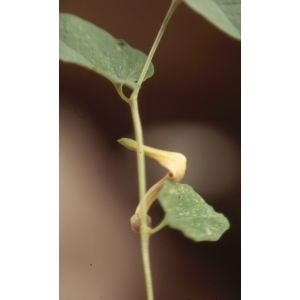 Aristolochia sp.