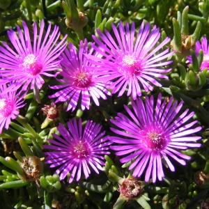 Photographie n°215064 du taxon Delosperma cooperi (Hook.f.) L.Bolus [1927]