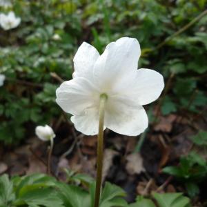 Photographie n°215066 du taxon Anemone nemorosa L. [1753]