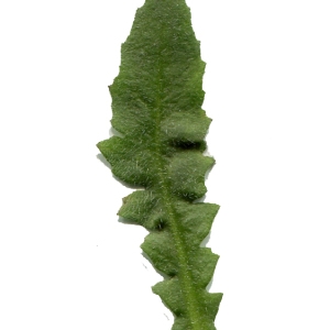 Photographie n°215147 du taxon Capsella bursa-pastoris (L.) Medik. [1792]