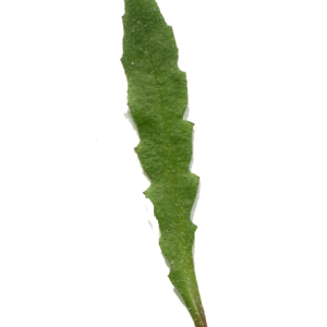 Photographie n°215149 du taxon Capsella bursa-pastoris (L.) Medik. [1792]