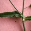  Liliane Roubaudi - Capsella bursa-pastoris subsp. bursa-pastoris 