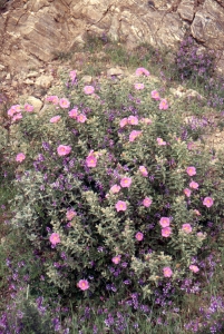 Liliane Roubaudi, le 22 avril 1998 (Sardaigne)