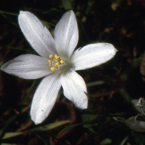 Photographie n°215161 du taxon Ornithogalum corsicum Jord. & Fourr. [1868]