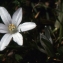  Liliane Roubaudi - Ornithogalum corsicum Jord. & Fourr. [1868]