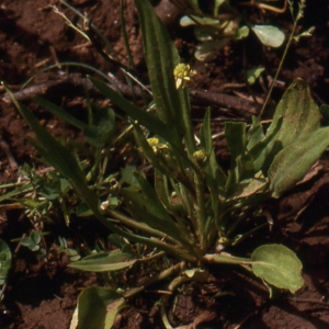  - Ranunculus revelierei Boreau [1857]