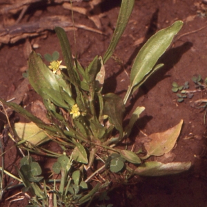 Ranunculus revelierei Boreau (Renoncule de Revelière)