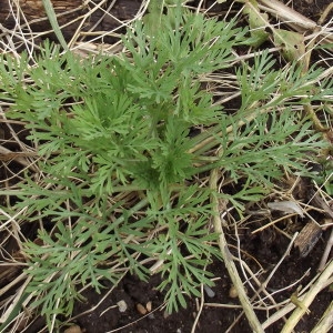 Photographie n°215174 du taxon Eschscholzia californica Cham. [1820]