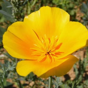 Photographie n°215179 du taxon Eschscholzia californica Cham. [1820]