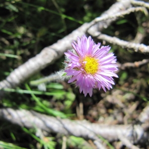 Aster uniflorus (L.) E.H.L.Krause (Vergerette à une fleur)