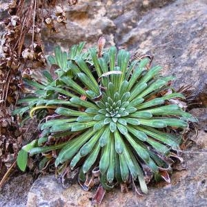 Photographie n°215200 du taxon Saxifraga longifolia Lapeyr. [1801]