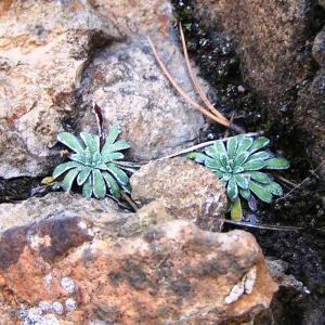 Photographie n°215205 du taxon Saxifraga longifolia Lapeyr. [1801]