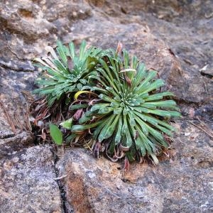 Photographie n°215206 du taxon Saxifraga longifolia Lapeyr. [1801]