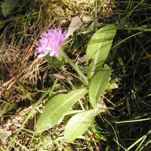 Photographie n°215207 du taxon Knautia L. [1753]