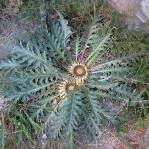  - Carlina acanthifolia subsp. acanthifolia