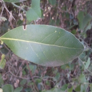 Photographie n°215217 du taxon Laurus nobilis L. [1753]