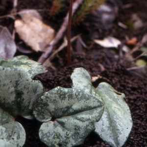 Cyclamen repandum subsp. balearicum (Willk.) Nyman (Cyclamen des Baléares)