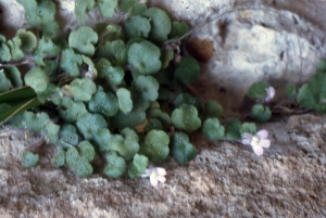 Liliane Roubaudi, le 15 avril 1997 (Iles Balèares)