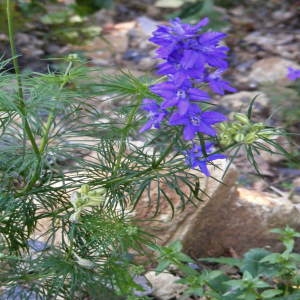 Photographie n°215267 du taxon Delphinium ajacis L. [1753]