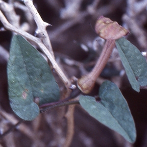 Aristolochia bianorii Pau & Sennen