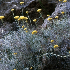 Helichrysum rupestre (Raf.) DC.