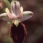  Liliane Roubaudi - Ophrys L. [1753]