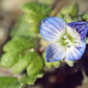 Photographie n°215322 du taxon Veronica polita Fr. [1819]