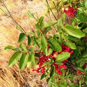 Photographie n°215332 du taxon Pistacia terebinthus L. [1753]