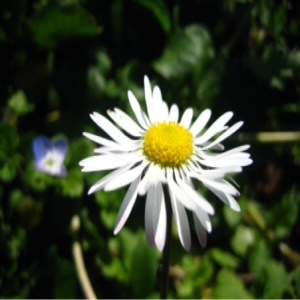 Photographie n°215336 du taxon Bellis perennis L. [1753]