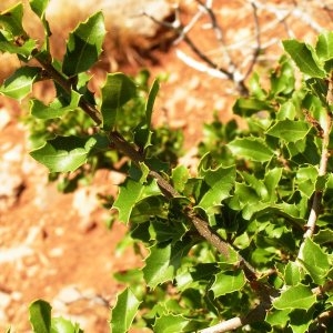 Photographie n°215340 du taxon Quercus coccifera L. [1753]