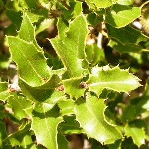  - Quercus coccifera L. [1753]
