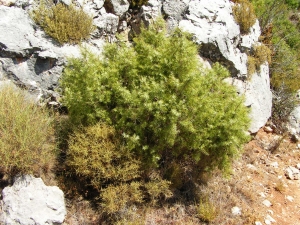 Alain Bigou, le 30 août 2012 (Las Penas de Riglos (Riglos))