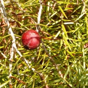 Juniperus oxycedrus subsp. badia (H.Gay) Debeaux