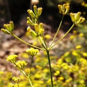 Bupleurum falcatum subsp. cernuum (Ten.) Arcang. (Buplèvre penché)
