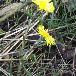 Photographie n°215393 du taxon Tussilago farfara L. [1753]