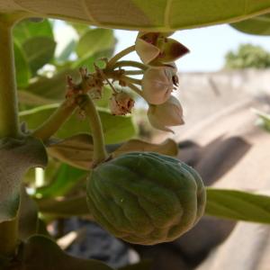 Photographie n°215432 du taxon Calotropis procera (Aiton) W.T. Aiton