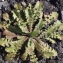  Liliane Roubaudi - Crepis sancta subsp. nemausensis (Vill.) Babc. [1941]