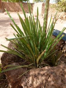 Céline PIRAT, le  8 février 2011 (Koudougou)