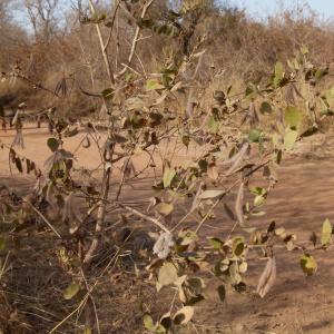 Photographie n°215481 du taxon Guiera senegalensis J.F. Gmel.