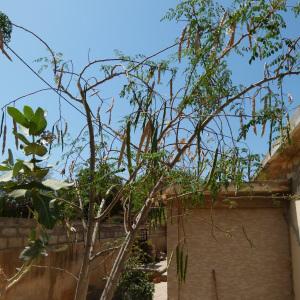 Photographie n°215527 du taxon Moringa oleifera Lam.