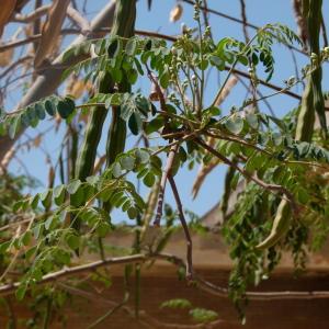 Photographie n°215532 du taxon Moringa oleifera Lam.