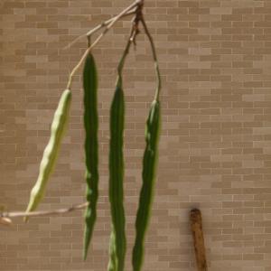 Photographie n°215533 du taxon Moringa oleifera Lam.