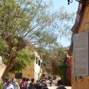 Photographie n°215537 du taxon Moringa oleifera Lam.