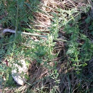 Photographie n°215544 du taxon Ferula glauca L. [1753]