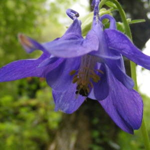 Photographie n°215581 du taxon Aquilegia vulgaris L. [1753]